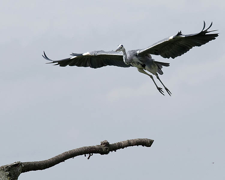 GREY HERON COMING IN TO LAND by Alan Jaycock