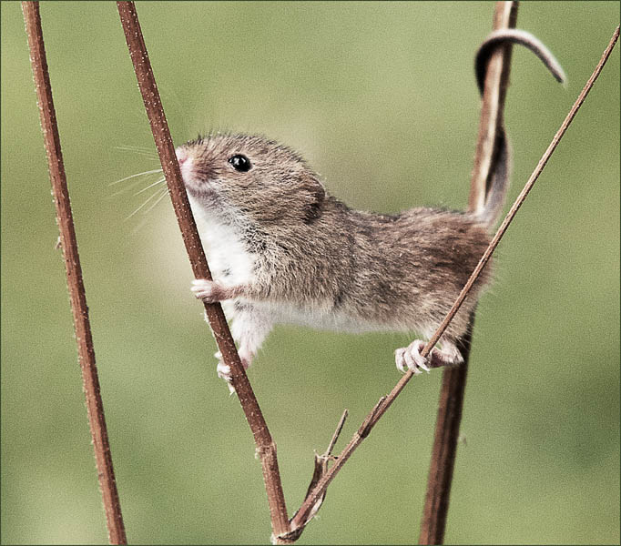 HARVEST MOUSE IN ACTION by Alan Jaycock