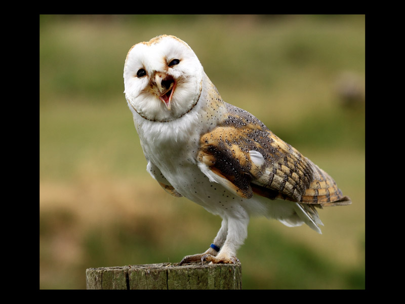 BARN OWL by David Greenwood