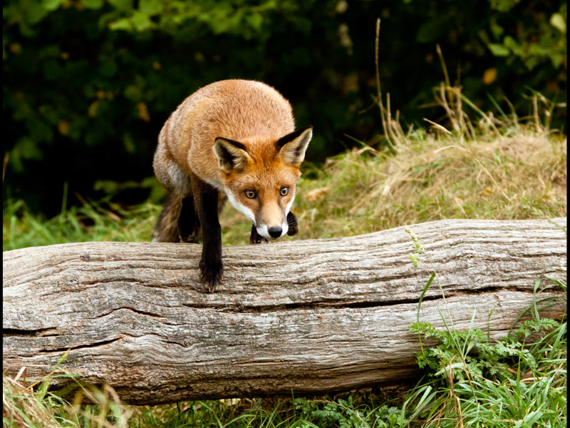 FOX by David Greenwood