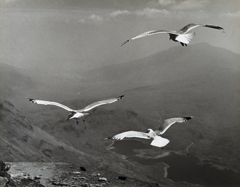 SEAGULLS OVER SNOWDEN by Stan Holbrook FRPS 1960