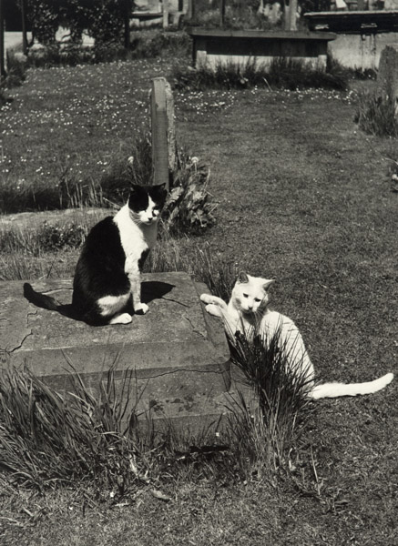THERE WERE TWO CATS FROM MALMSBURY by Dennis Donnison 1958