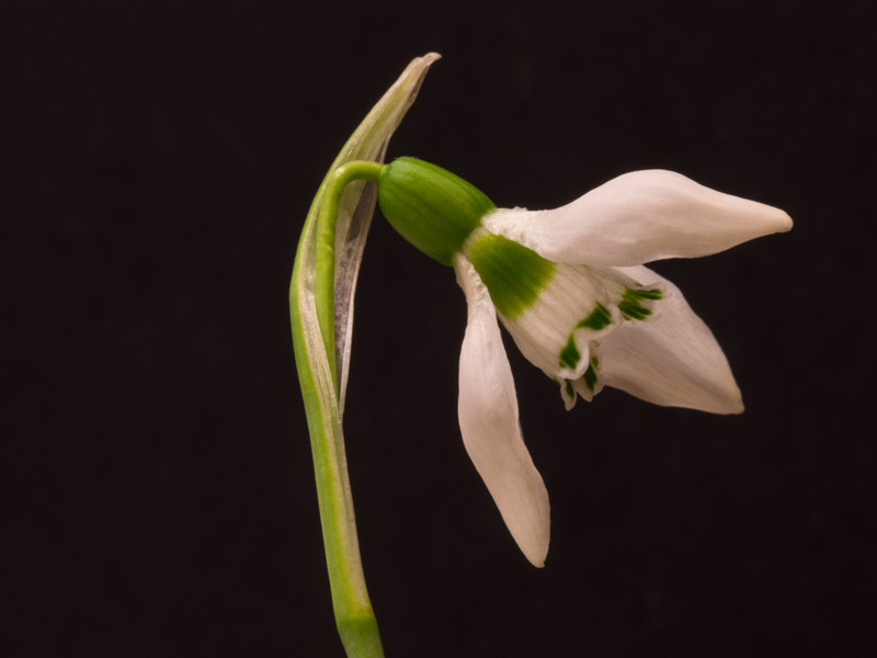 SNOWDROP ON BLACK by Claire Williams