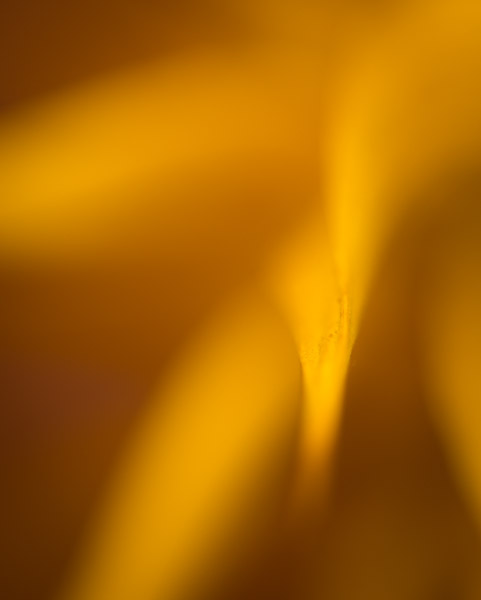 YELLOW ABSTRACT by David Harris