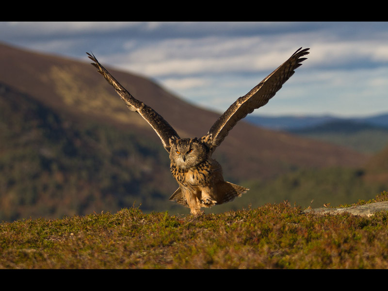 EAGLE OWL IN THE HIGHLANDS by Teresa Hehir